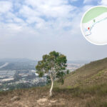 The Lonely Tree / Resting Area