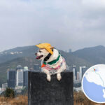 玉桂山 • 標高柱《時尚的汪星人》2
