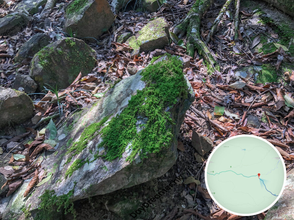 苔蘚植物《貳》