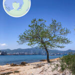 長排頭《孤獨的樹｜壹》：長排頭海岸與一棵孤獨的樹
