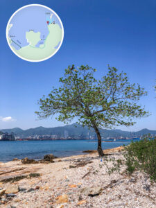 大深涌 • 孤獨的樹《壹》