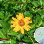 路邊 • 小花《壹》