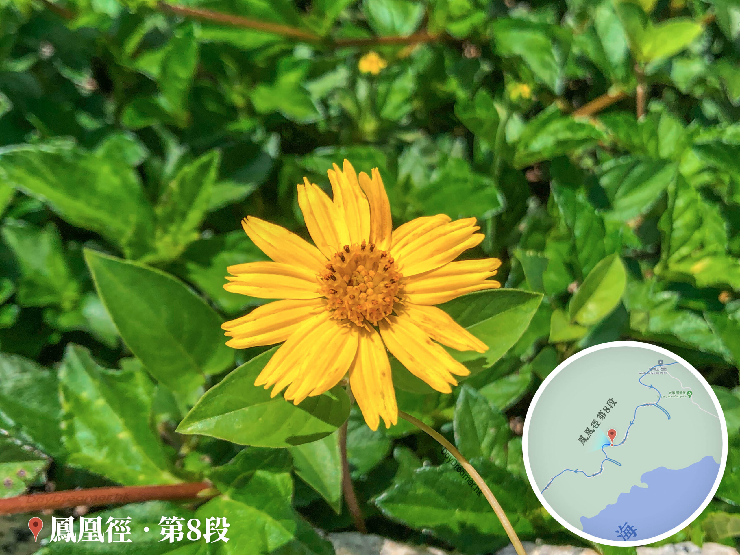 路邊 • 小花《壹》