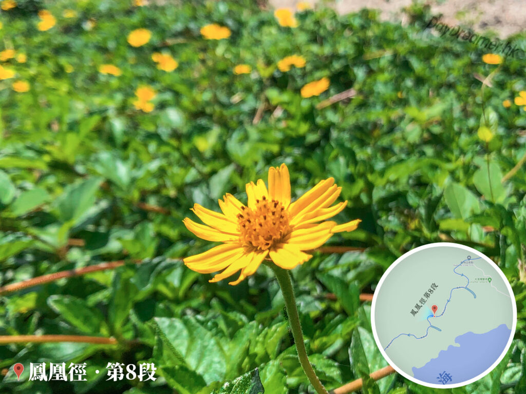 路邊 • 小花《貳》