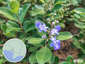 狗嶺涌 • 營地《小花》