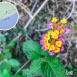 分流郊遊徑《壹》• 路邊的小花《壹》