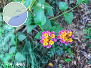 分流郊遊徑《壹》• 路邊的小花《貳》
