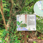 路牌 • 企嶺下樹徑《2》