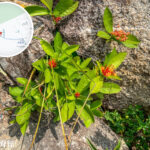 獅尾脊徑《仙丹花》