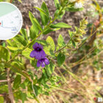 獅尾脊徑《毛麝香》