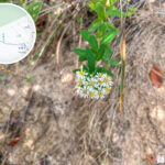 獅尾脊徑《白花鬼針草》