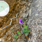 獅尾脊徑《毛麝香》【貳】