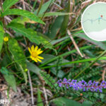 獅尾脊徑《闊葉麥門冬》【壹】