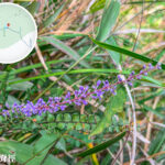 獅尾脊徑《闊葉麥門冬》【貳】