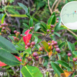 獅尾脊徑《九節》