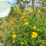 獅子山徑《南美蟛蜞菊》