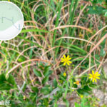 獅子🦁️頭《南美蟛蜞菊》