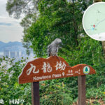 九龍坳 • 鸚鵡《2》