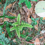 麥理浩徑 • 第5段《扇葉鐵線蕨》