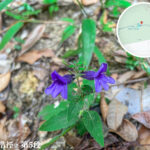 麥理浩徑 • 第5段《毛麝香》