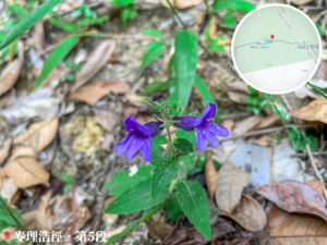 麥理浩徑 • 第5段《毛麝香》