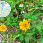 九龍水塘《南美蟛蜞菊》