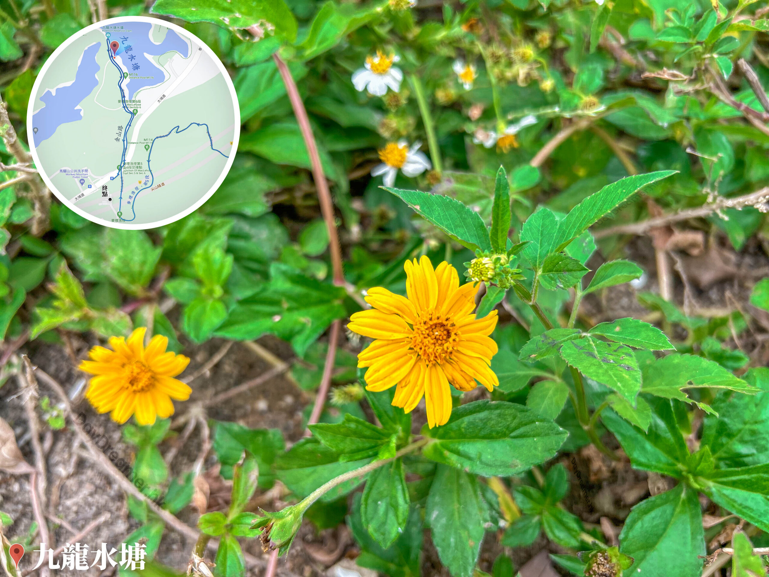 九龍水塘《南美蟛蜞菊》
