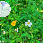 九龍水塘《咸豐草/小白花鬼針》