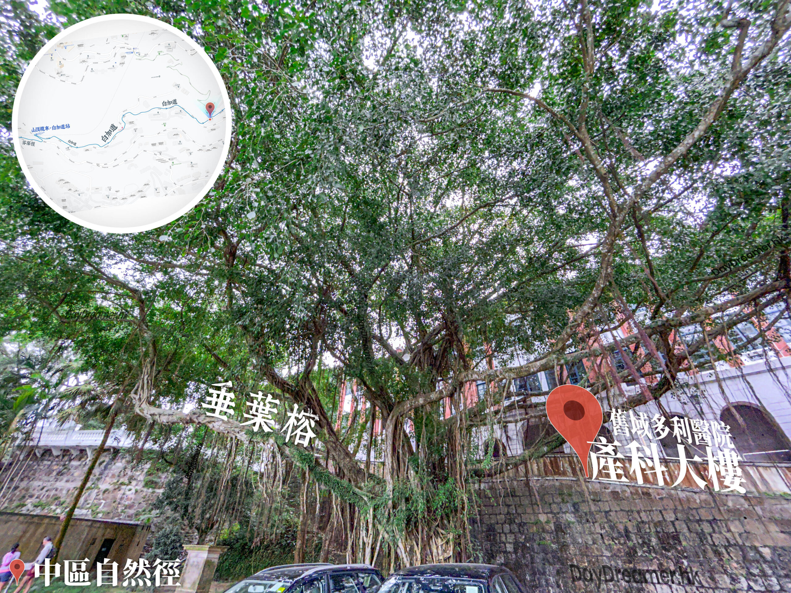 中區自然徑 / 舊域多利醫院 • 產科大樓《4》