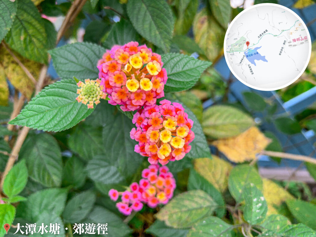 大潭郊遊徑 • 馬纓丹《3》