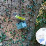 Tree Tag