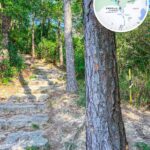 Pat Sin Leng Nature Trail 《I.2》