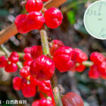 Pat Sin Leng Nature Trail, Chinese Holly