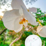 Wild Orchid in the Mountains 《I》