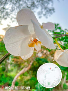 山中蘭花《1》