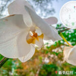 Wild Orchid in the Mountains 《III》