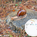 Snail Strolling in the Rain 《I》