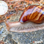 Snail Strolling in the Rain 《II》
