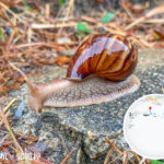 Snail Strolling in the Rain 《III》