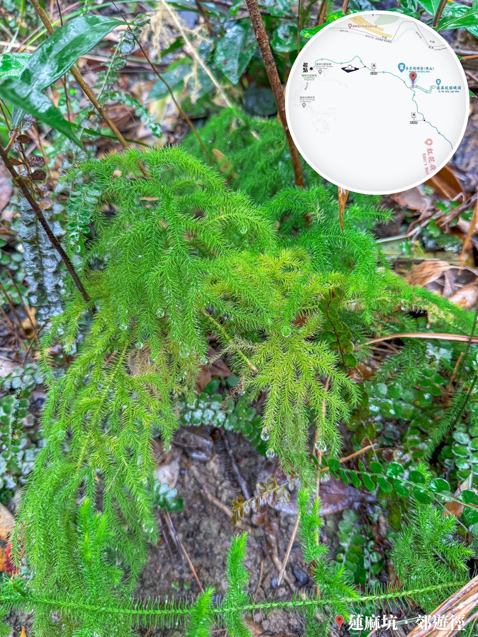 小草甘露《貳》