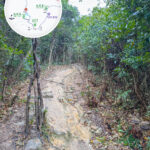 Mountain Path 《VI》