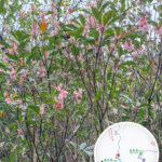 Lin Ma Hang Country Trail, Chinese New Year Flower 《I》