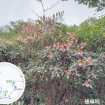 Lin Ma Hang Country Trail, Chinese New Year Flower 《III》