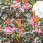 Lin Ma Hang Country Trail, Chinese New Year Flower 《IV》