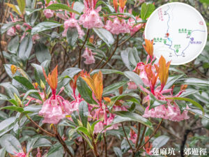 蓮麻坑郊遊徑 • 吊鐘花《肆》