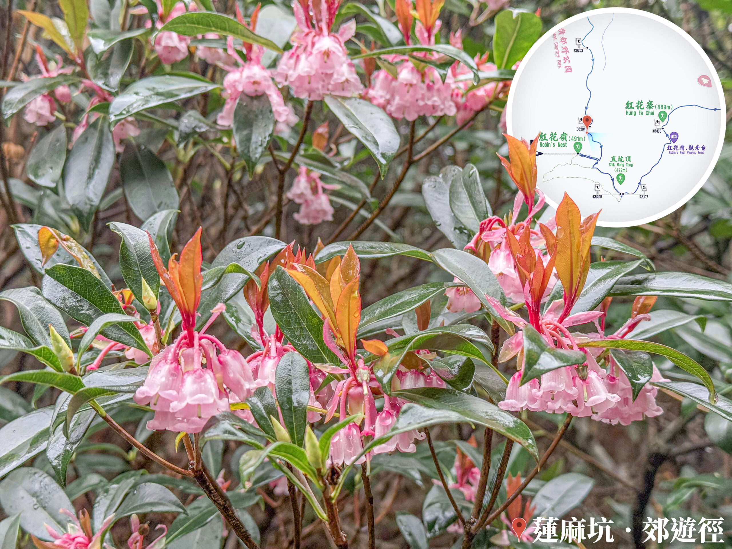 蓮麻坑郊遊徑 • 吊鐘花《肆》