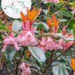 Lin Ma Hang Country Trail, Chinese New Year Flower 《VI》
