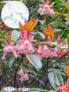 蓮麻坑郊遊徑 • 吊鐘花《陸》