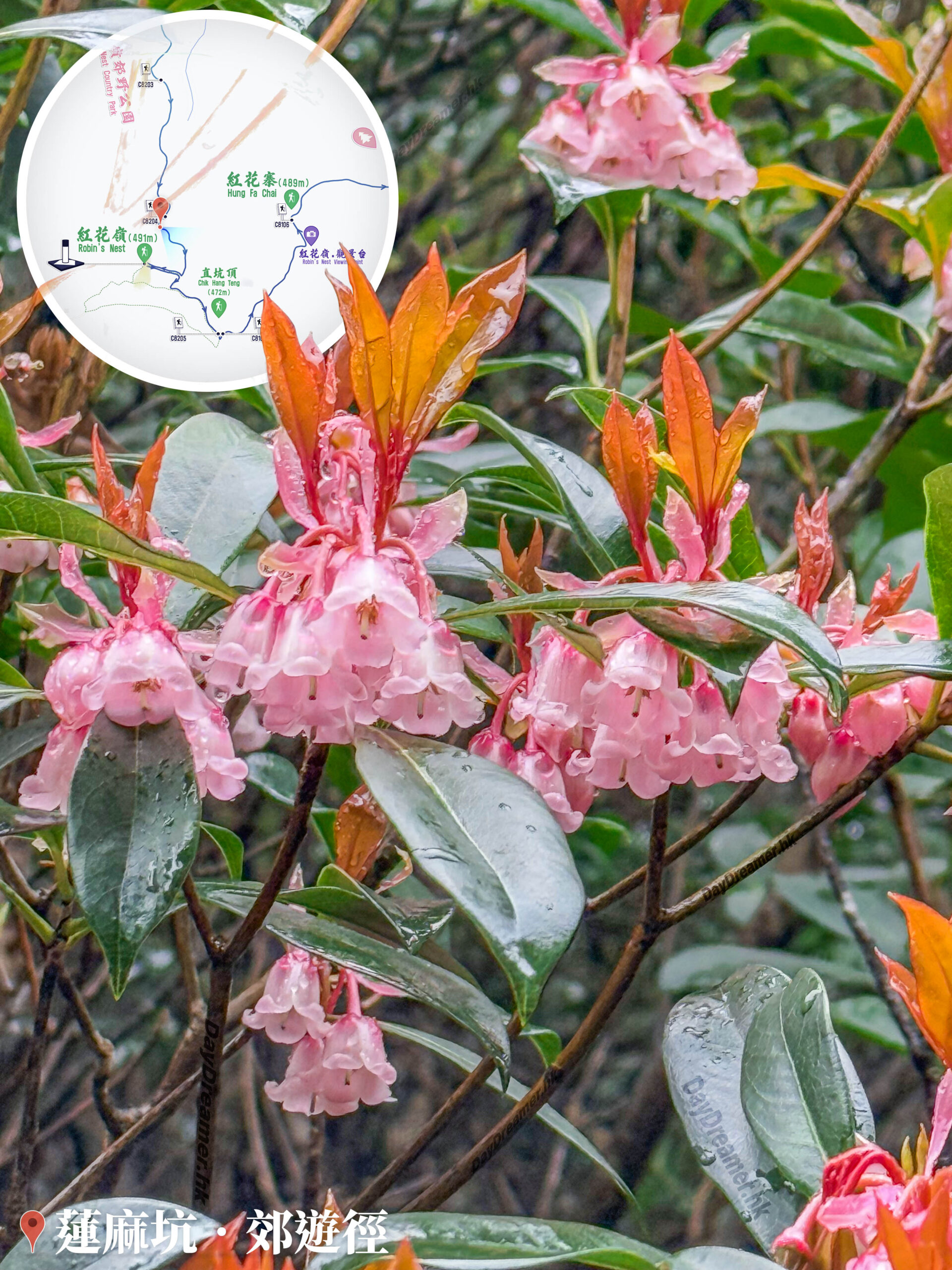 蓮麻坑郊遊徑 • 吊鐘花《陸》
