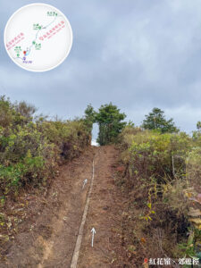 大自然手工 • 植物拱門《壹》